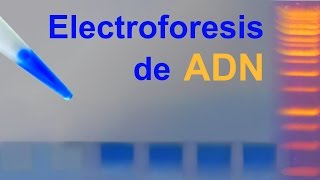 Electroforesis de ADN en gel de agarosa IQOGCSIC [upl. by Nerol133]