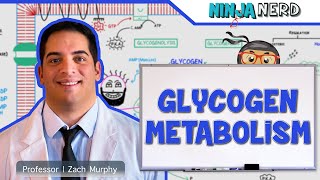 Metabolism  Regulation of Glycogen Metabolism [upl. by Klemens]