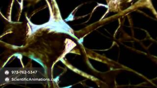 Neurons Firing TV Documentary  Neurology Animation [upl. by Tavie]