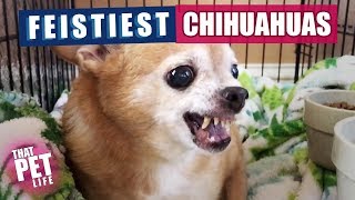 Feistiest Chihuahuas Ever 😳  Funny Dogs [upl. by Sitnerp]