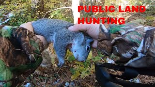 HUNTING for CALIFORNIA WESTERN GREY SQUIRRELS 2022  TUA NAS [upl. by Wimsatt165]