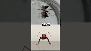 La hormiga que explota Conoce a la hormiga Colobopsis explodens que se sacrifica por la colonia 💣🐜 [upl. by Ameehs757]