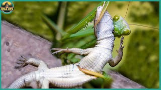 Top 21 Moments When The Praying Mantis Fights In The Trenches [upl. by Read]