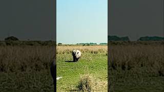 Pobitora National park  Rhynosoras rhyno rhinos pobitora guhwati assam travel junglesafari [upl. by Engud]