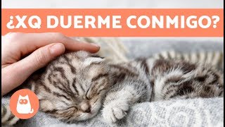 ¿Por qué mi gato duerme conmigo  5 motivos que te encantarán [upl. by Entroc]