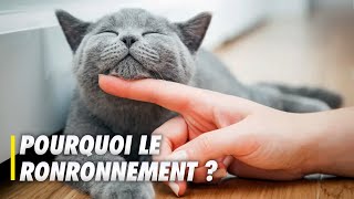 Pourquoi les chats ronronnentils   Scilabus 26 [upl. by Gierc607]