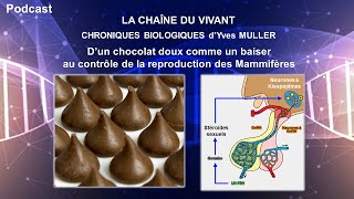 Podcast 13  Dun chocolat doux comme un baiser au contrôle de la reproduction des Mammifères [upl. by Egiap]