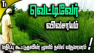 வெட்டிவேர் விவசாயம்  vettiver farming in tamilnadu [upl. by Herwin997]