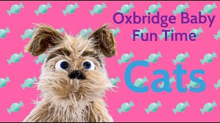 Oxbridge Baby Fun Time  Cats [upl. by Zak]