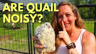 Are Quails Noisy amp Annoying to Neighbors [upl. by Casi]