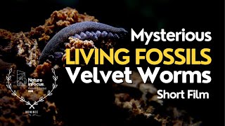 Living Fossils  Peripatus  Short Film  Wildlife Conservation  Velvet Worms [upl. by Seyah]