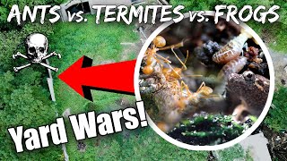 Theres a Huge War in my Backyard Ants vs Termites vs Frogs [upl. by Neema]