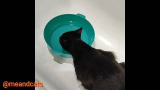 Thirsty boy 😺😽😼cats cat asmr catlover kitty kitten youtubecat [upl. by Daveen]