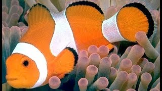 Amphiprioninae Clownfish or anemonefish Рыба Клоун [upl. by Leicester]