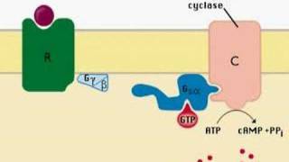 intracellular signaling [upl. by Riana]