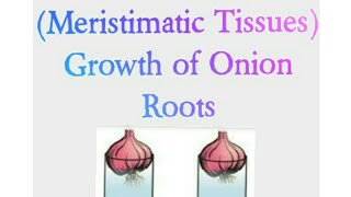 Meristimatic Tissues Growth of Onion Roots [upl. by Nozicka]