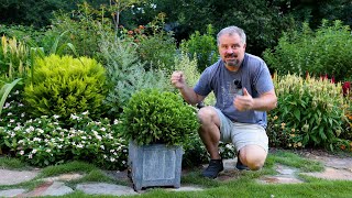 Lots of Dwarf Evergreen Low Maintenance Shrubs for Foundation Planting [upl. by Shornick]