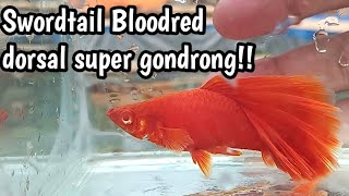 MENGENAL LEBIH DEKAT SWORDTAIL BLOODRED  FIRECRACKER HIFIN [upl. by Uzial75]