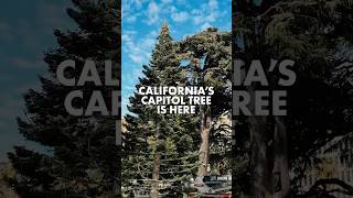 Californias Capitol Tree is Here shorts california holidays sacramento [upl. by Ailaro]