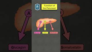 🔥 How to Remember the Function of the Pancreas Endocrine System Hormones [upl. by Dualc]