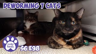 Giving Deworming MedicationTo Seven Cats  S6 E98  Training Feral Cats [upl. by Willet]