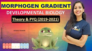 Morphogen Gradient I Developmental Biology I Theory amp PYQ 2019  2021 I Experiment on Xenopus laevis [upl. by Korry]