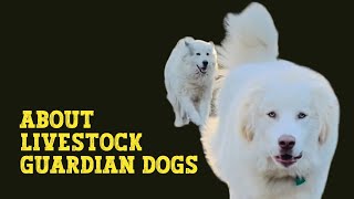 The Truth About Livestock Guardian Dogs [upl. by Domenico983]