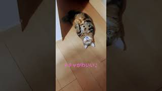 猫の日常スー君腹天猫すごい格好かわいい猫shortscutecat [upl. by Nehtanhoj]