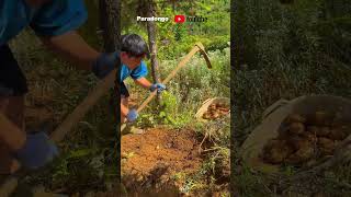 Young man digging Gastrodia elata [upl. by Aileda]