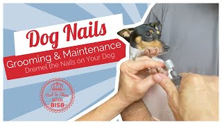 Dog Show Grooming How To Dremel Nails on a Toy Breed Dog [upl. by Falda465]