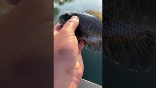 Bluegill caught and quick release [upl. by Atinev]