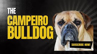 Campeiro Bulldog  The Forgotten Breed [upl. by Rother484]