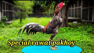 Tips spesial untuk rawatan pakhoy [upl. by Ettenawtna]