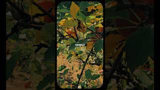 Apple picking Michigan viral viralvideo aks3574 shorts shortvideo youtubeshorts shortsvideo [upl. by Ida]