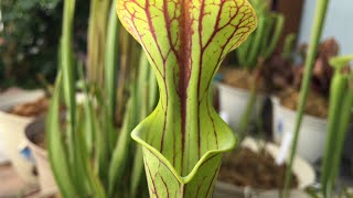 Sarracenia Flava Var Ornata [upl. by Drofhsa]