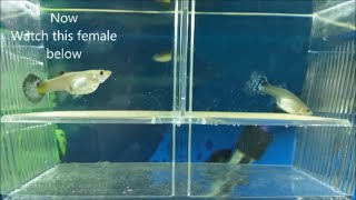 How to breed guppies  different methods for breeding guppies mollies and other livebearers [upl. by Lesko]