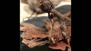 Mexican Black Widow  Latrodectus hesperus quotmexicanusquot [upl. by Rutra]