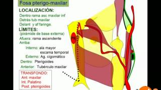 Fosa pterigomaxilar [upl. by Arod]