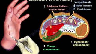 Compartment Syndrome Of The Hand amp Finger  Everything You Need To Know  Dr Nabil Ebraheim [upl. by Leifer]