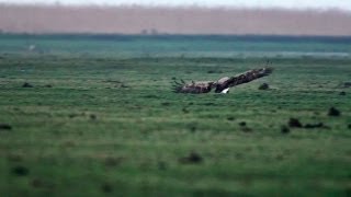 Oostvaardersplassen  Jagende zeearend grijpt jonge gans HD [upl. by Bultman]