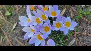 Crocuses and Lake [upl. by Linehan]