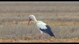 White stork eating fat Buxtons jird חסידה לבנה אוכלת מריון חולות 白鹳 सफेद सारस اللقلق الأبيض [upl. by Eniluj]