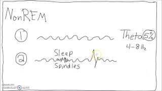 Neuroscience  Sleep Cycle EEG [upl. by Fredenburg]