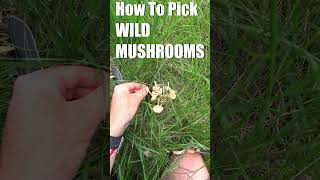 How to Pick Mushrooms The Right Way [upl. by Pearl]