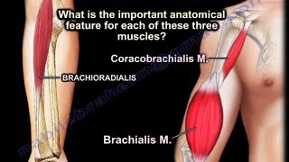 Coracobrachialis Brachialis Brachioradialis  Everything You Need To Know  Dr Nabil Ebraheim [upl. by Deroo]