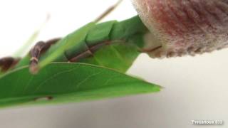 Oxyopsis gracilis lays an ootheca [upl. by Hgielra553]