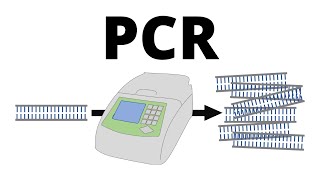 How PCR Polymerase Chain Reaction works explained in 1 minute [upl. by Aciretal]