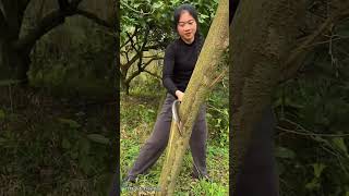 Tree cutting  Chopping firewood shorts viralshorts treecutting farming cutting agriculture [upl. by Idyh]