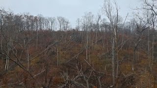 S1 E15 Cheatham WMA doe hunt first doe of the season [upl. by Aihn]