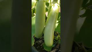 First time have a yellow eggplants 🍆 was accidentally mixed in with the regular seeds garden [upl. by Yvor]